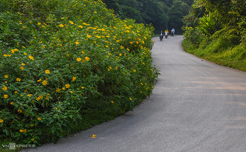 Đầu tháng 11, hoa dã quỳ vào mùa nở rộ tại vườn quốc gia Ba Vì. Từ cổng vào lên tới rừng thông coste 400, du khách sẽ bắt gặp những bụi hoa đang khoe sắc được trồng thành từng bụi lớn hai bên đường